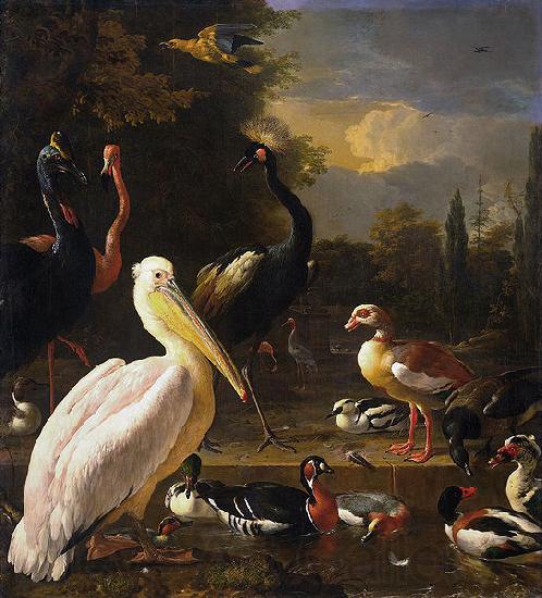 HONDECOETER, Melchior d A Pelican and Other Birds Near a Pool, Spain oil painting art